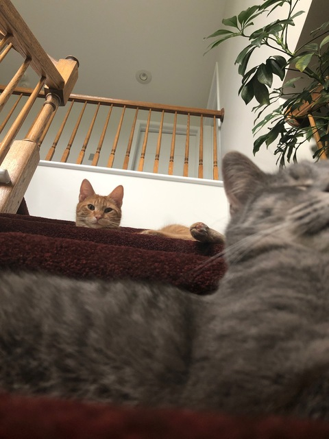 digitaloil onlyfans leaked picture 2